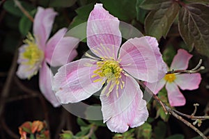 Pink clematis in a garden