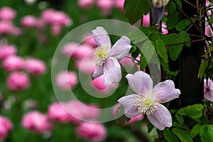 Pink Clematis `Mayleen`. A climbing plant in a Cottage garden setting with tulips on the background