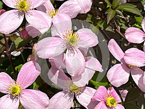 Pink clematis montanis - Rubens - flowering in spring