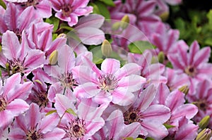 Pink Clematis Nelly Moser photo