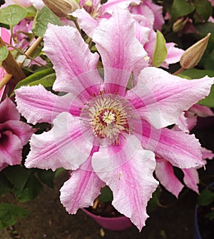 A pink Clematis Oh La La flower