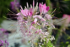 Pink Cleo me hassleriana or spider flower or spider plant with blur green background