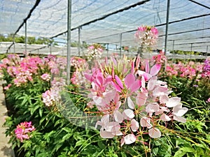 Pink Cleome in the Greenhouse.