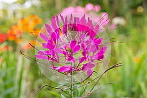 Pink Cleome Growing on Flower Bed