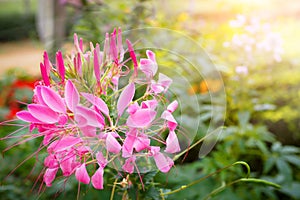 Pink cleome spinosa or spider flower with sunlight in the garden, soft focus