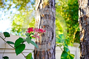 Pink Clerodendrum thomsoniae flower in garden