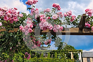 Pink climbing roses in Eltville am Rhein photo