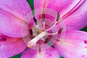 Macro pink lily flower with pistil and stamens