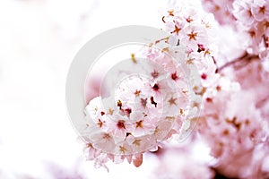 Pink of close-ups in full blossom in full glory beautifully cherry tree.cherry blossom sakura