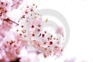 Pink of close-ups in full blossom in full glory beautifully cherry tree.cherry blossom sakura