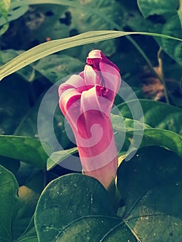 Pink closed flower between green