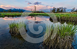 Pink Cloud Behind Lone Tree