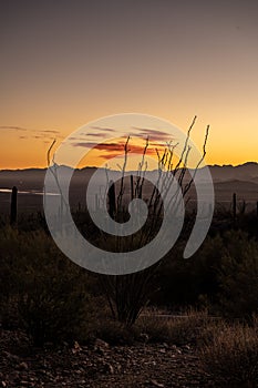 Pink Cloud Holds The Last Light Over An Ocatillo Cactus photo