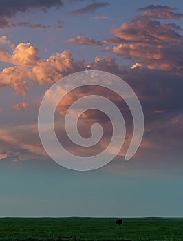 Pink Clouds Over Dim Grass Field