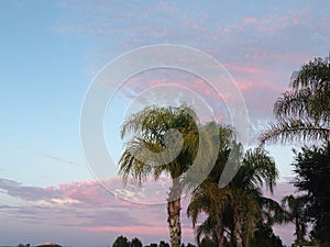 Pink Clouds and Palm Trees