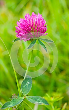 Pink clover