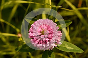 Pink clover blooms in the field