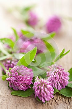 Pink clover flower