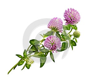 Pink clover flower, bud and leaves in a floral arrangement isolated