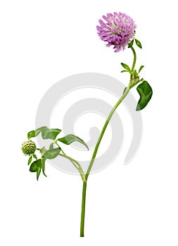 Pink clover flower, bud and leaves isolated