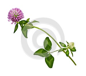 Pink clover flower, bud and leaves isolated