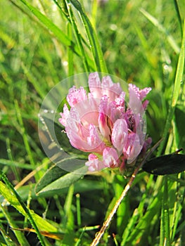 Ð pink clover flower in drops of morning dew. Joyful morning mood.