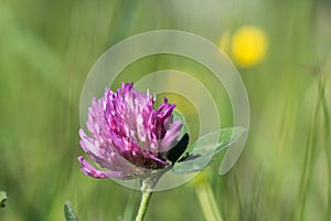 Pink clover flower head