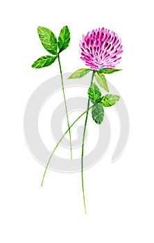 Pink clover flower and leaves for St. Patrick`s day. Watercolor illustration isolated on white background