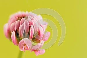 Pink clover flower
