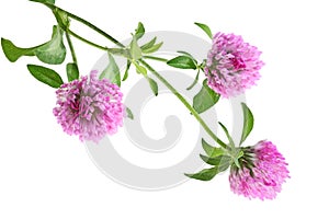 Pink Clover Flower