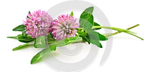 Pink clover flowers