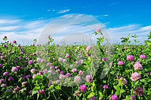 Pink clover meadow and blue sky. Trifolium pratense flowers in field. photo