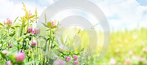 Pink clover on a sunny day in the meadow. Summer background with wildflowers