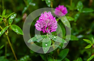 Pink clover (trifolium pratense) photo