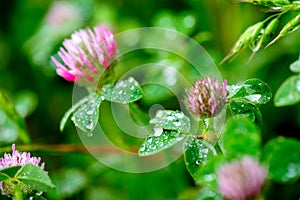 Pink Clover (Trifolium Pratense)