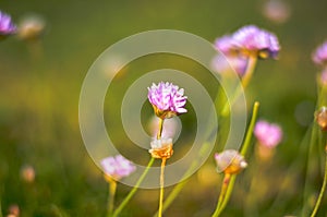 Pink clower flower blossoms on meadow