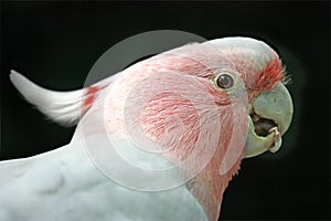 Pink Cockatoo