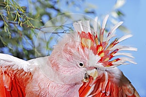 PINK COCKATOO OR MAJOR MITCHELL`S COCKATOO cacatua leadbeateri, ADULT, CLOSE-UP OF HEAD