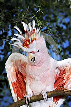 PINK COCKATOO OR MAJOR MITCHELL`S COCKATOO cacatua leadbeateri, ADULT WITH OPEN WINGS