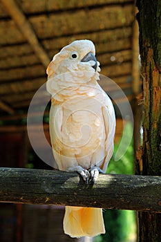 Pink cockatoos