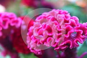 pink Cockcomb flower