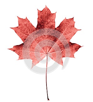 Pink or colar maple leaf isolated white background. Beautiful autumn maple leaf isolated on white. Fall leaf