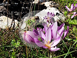 Pink colchicum or crocus flowers