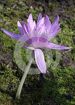 Pink colchicum `Waterlilly` after rain