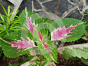 Pink coleus. green and red coleus leaves texture