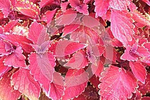 Pink Coleus leaves texture background