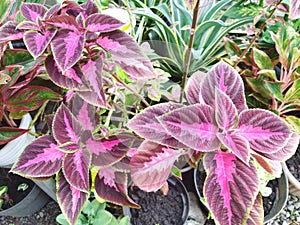 Pink Coleus plants on pot