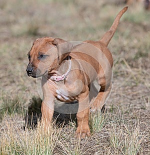 Pink collar Rhodesian ridgeback puppies at the age of 6 week running showing her cute happy face