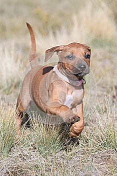 Pink collar Rhodesian ridgeback puppies at the age of 6 week running showing her cute happy face