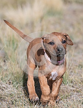 Pink collar Rhodesian ridgeback puppies at the age of 6 week running showing her cute happy face